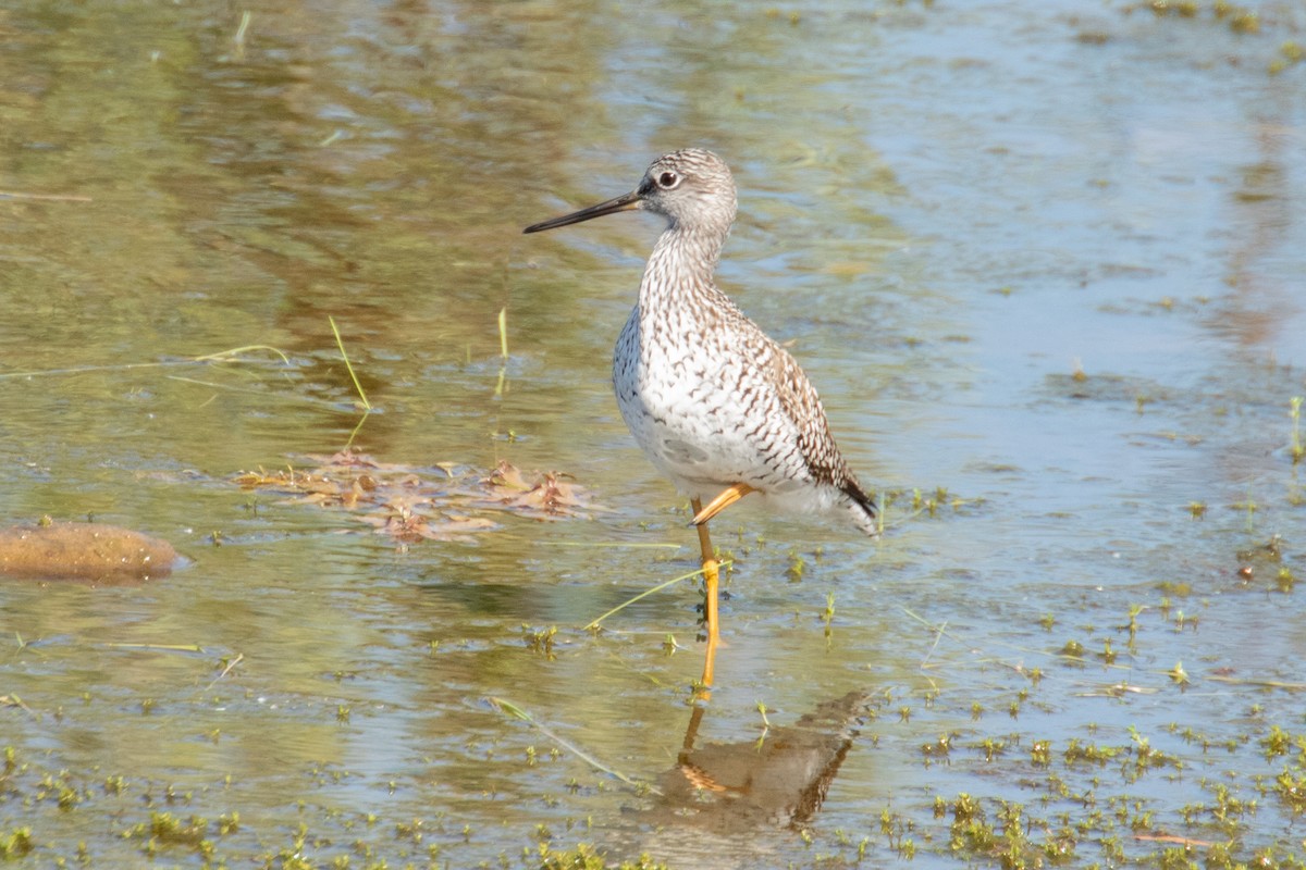 Greater Yellowlegs - ML617680710