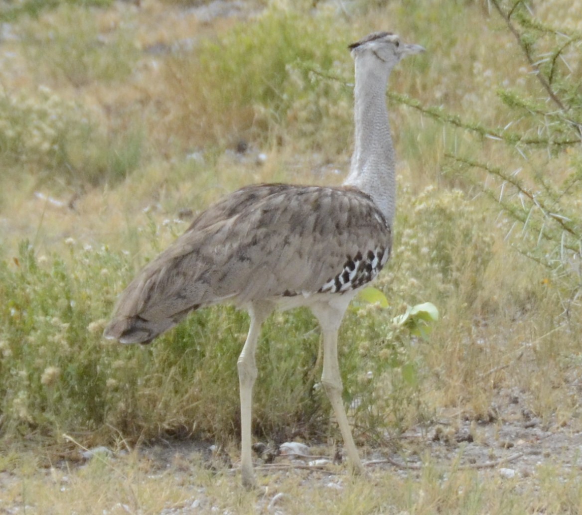 Kori Bustard - Bill Hopping