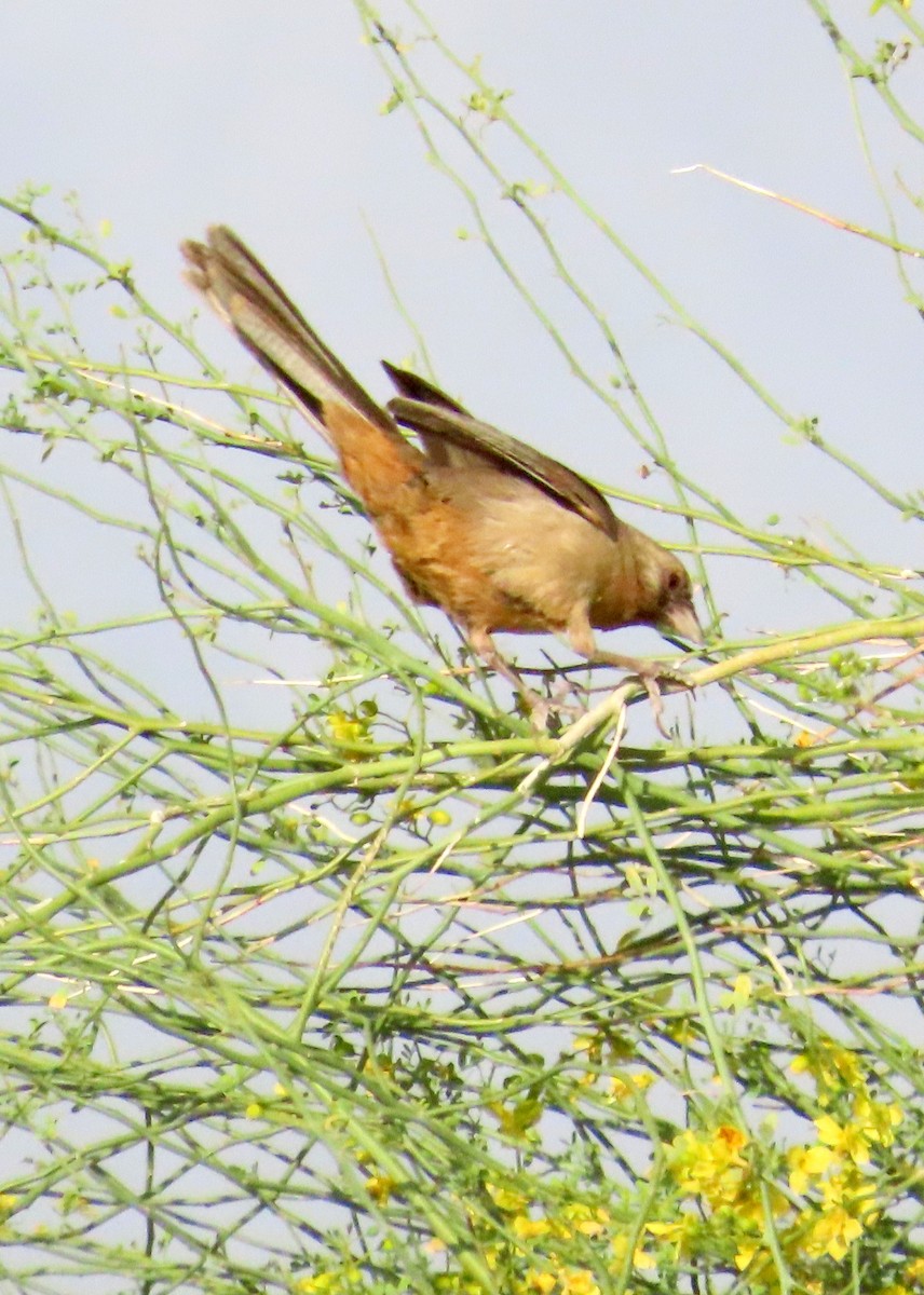 Abert's Towhee - ML617680731