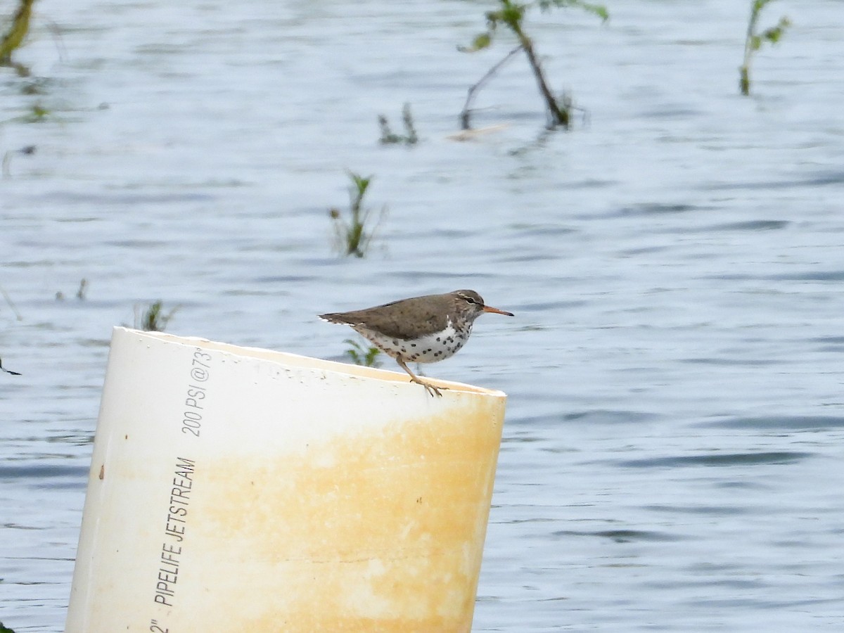 Spotted Sandpiper - ML617680736