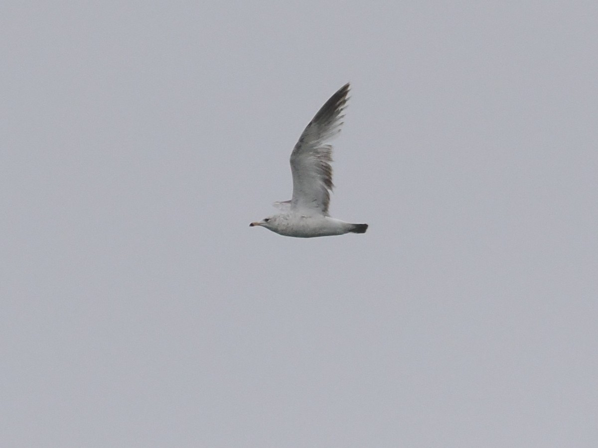 Ring-billed Gull - ML617680756