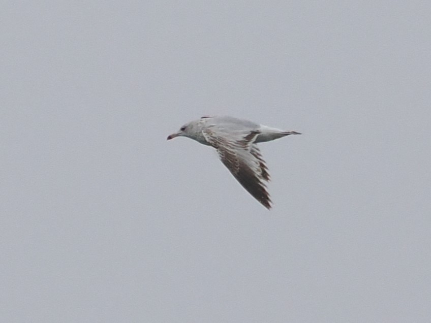 Ring-billed Gull - ML617680761