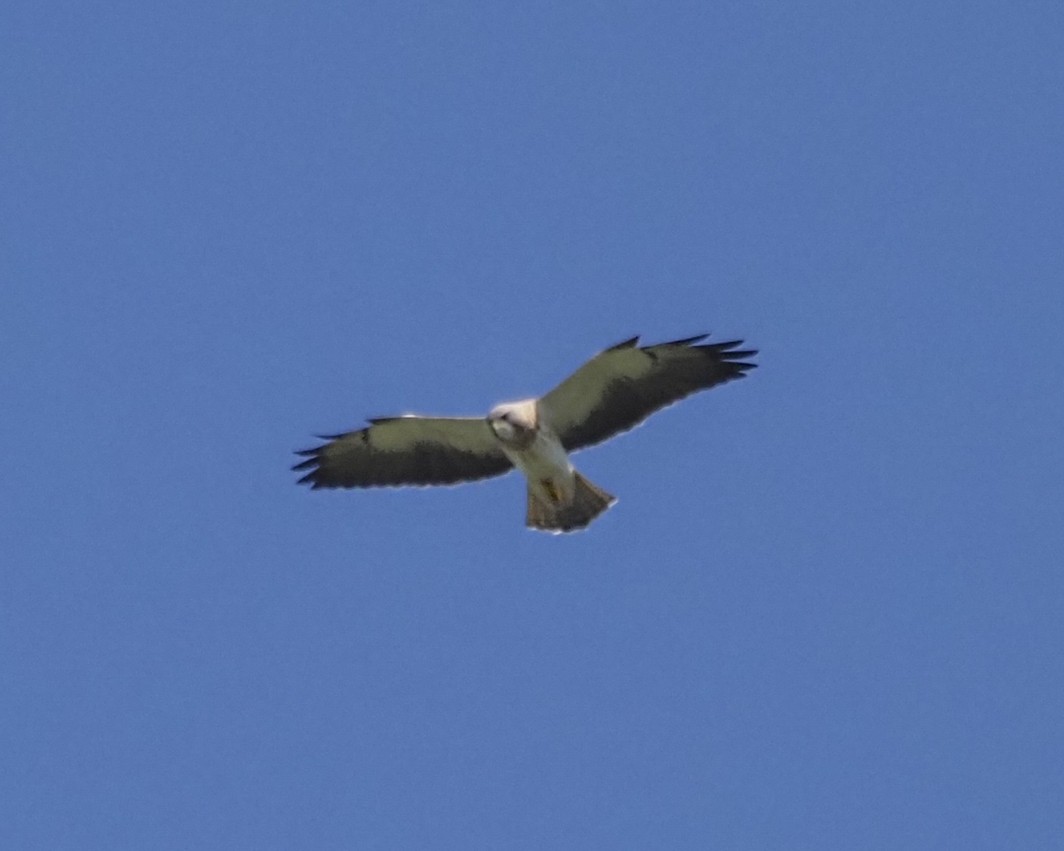 Swainson's Hawk - ML617680777