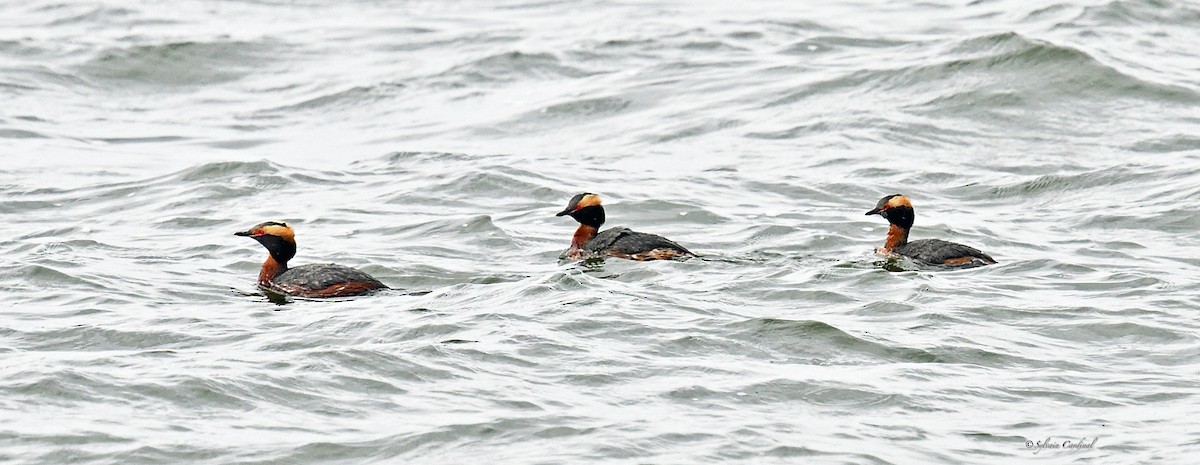 Horned Grebe - Sylvain Cardinal