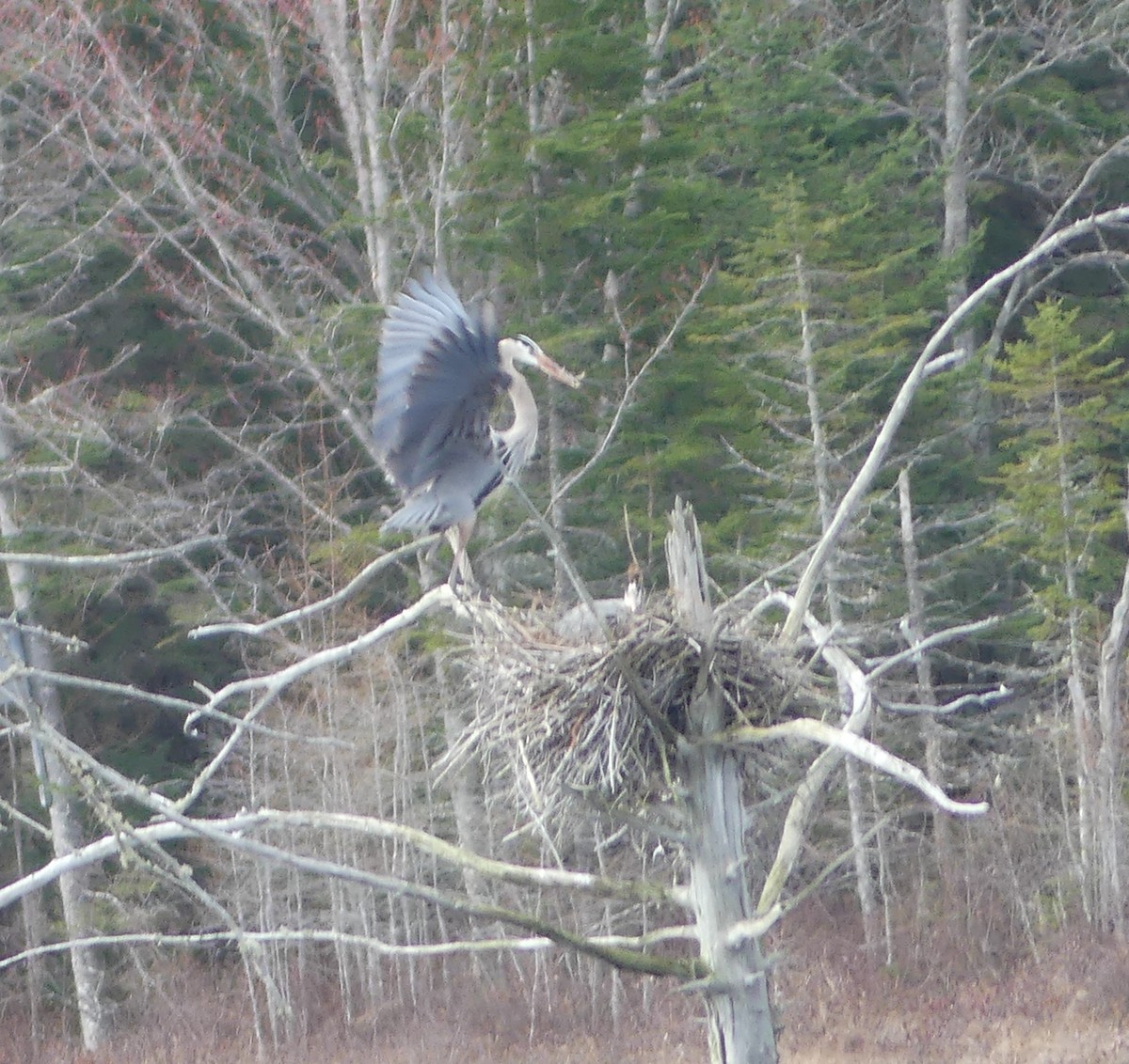 Great Blue Heron - claudine lafrance cohl