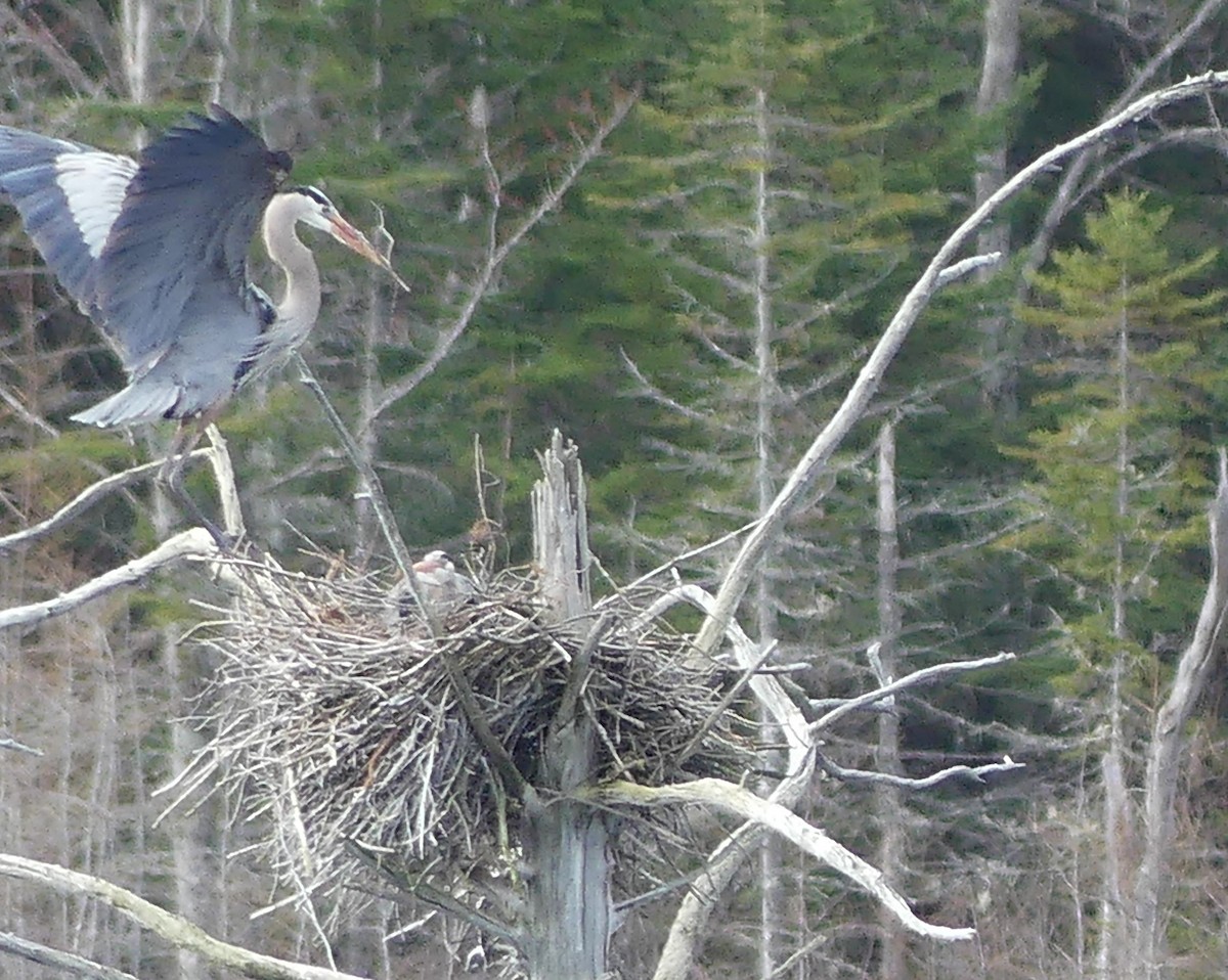 Great Blue Heron - claudine lafrance cohl