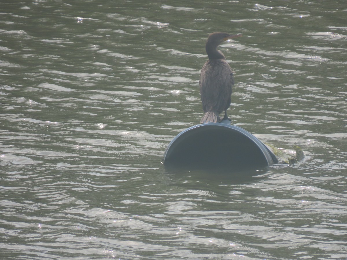 Neotropic Cormorant - Maia Ginsburg