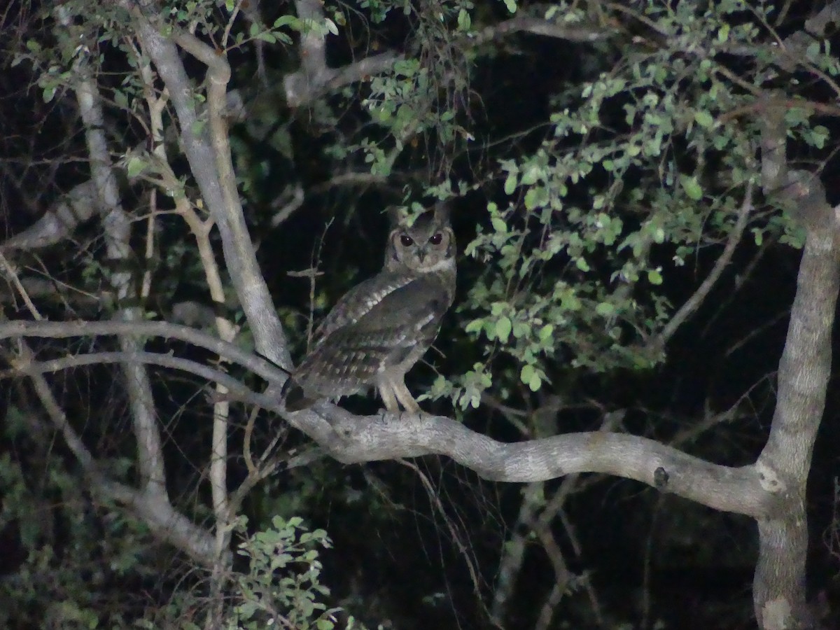 Grayish Eagle-Owl - Peter Dunwiddie
