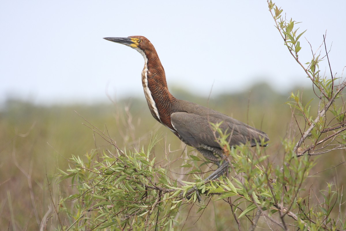 Rufescent Tiger-Heron - ML617680872