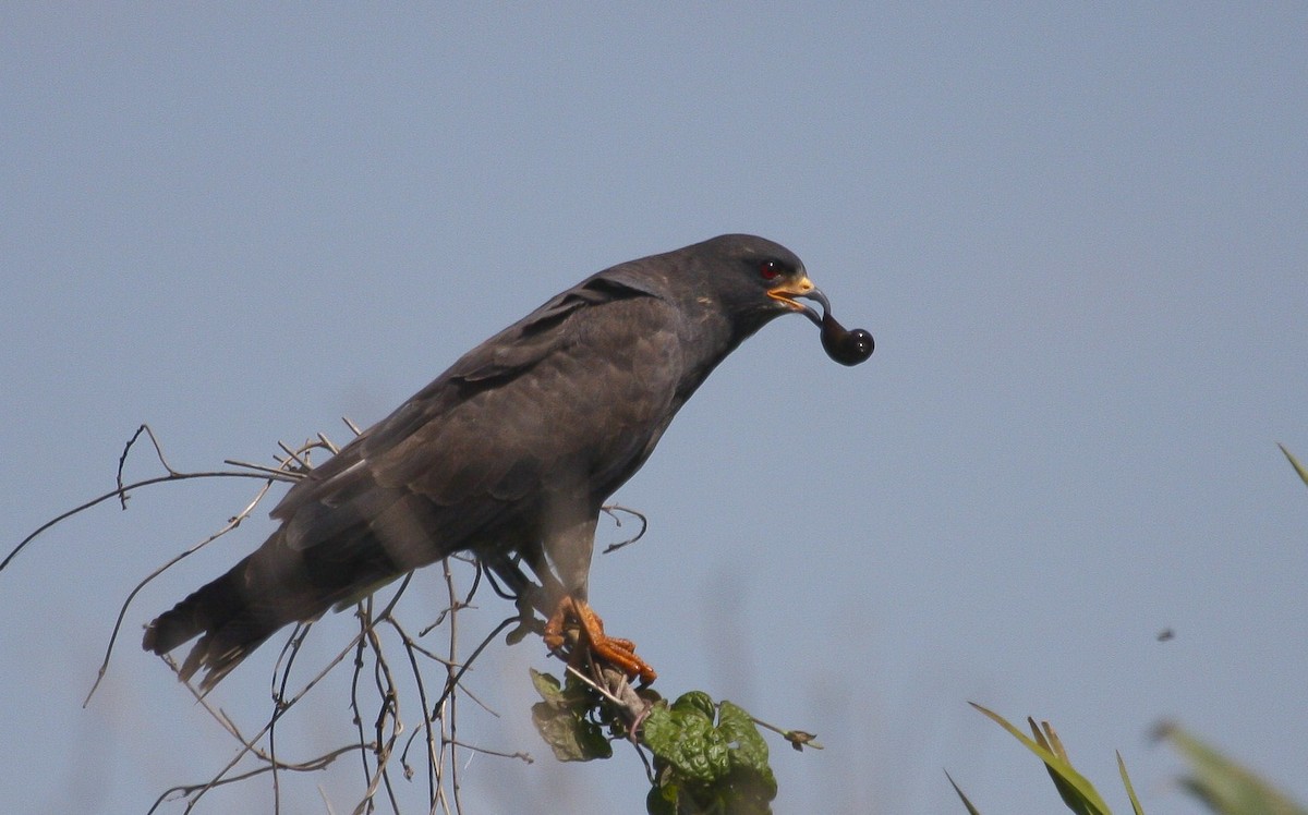 Snail Kite - ML617680895