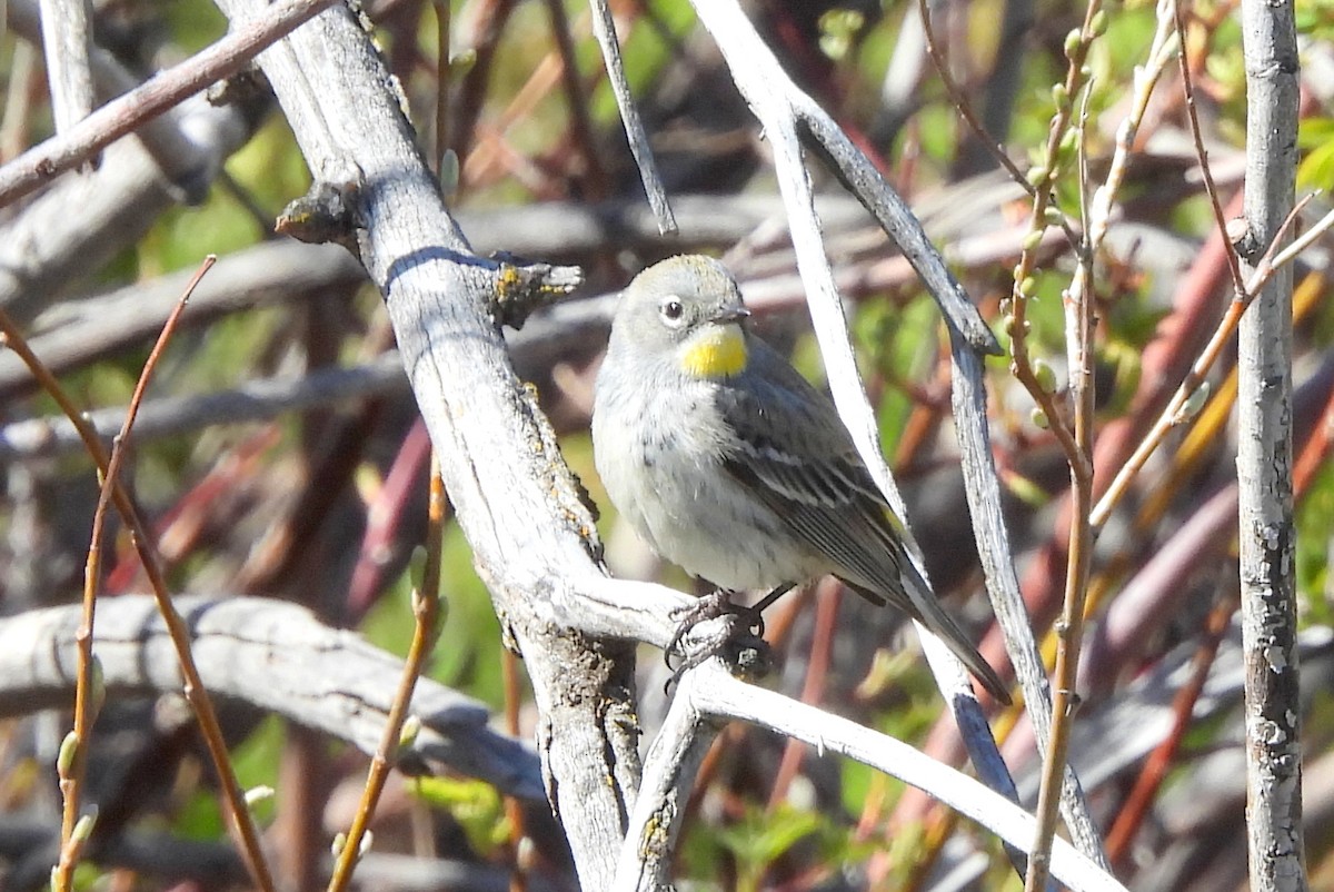 Yellow-rumped Warbler - ML617680897