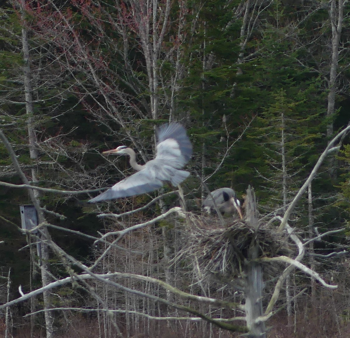 Great Blue Heron - claudine lafrance cohl