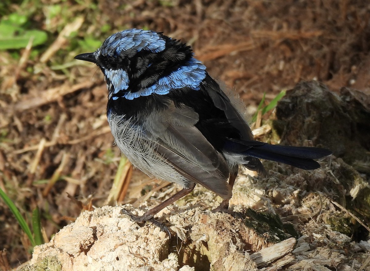 Superb Fairywren - ML617680930