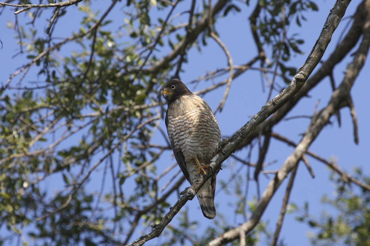 Roadside Hawk - ML617680983