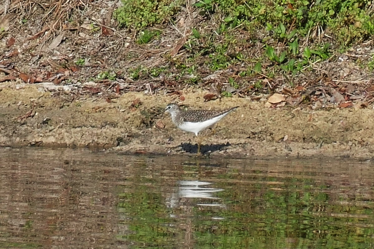 Solitary Sandpiper - ML617680986