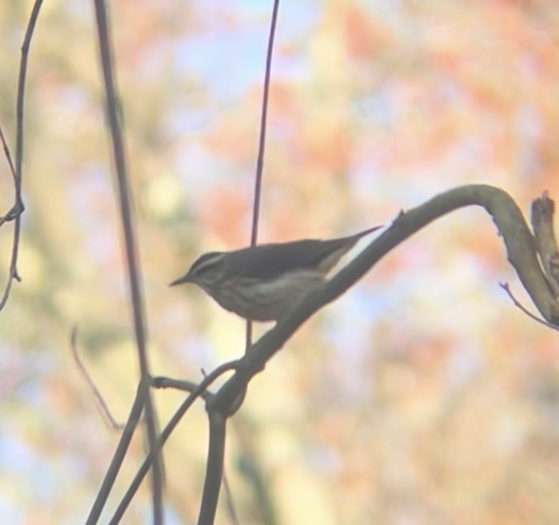 Louisiana Waterthrush - ML617680988