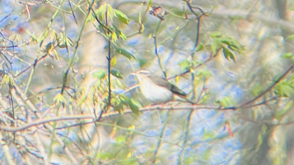 Louisiana Waterthrush - ML617680989