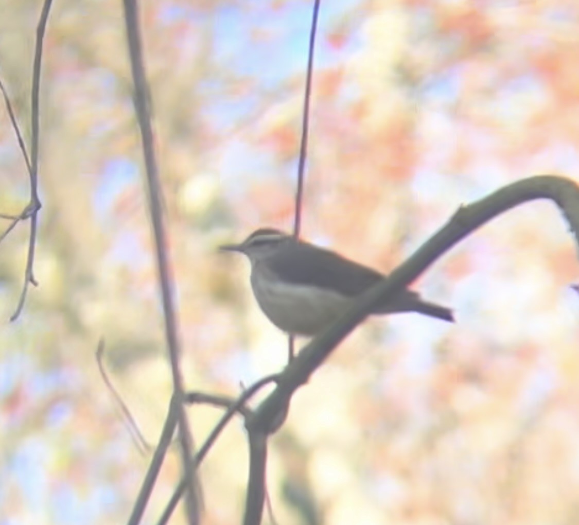 Louisiana Waterthrush - Craig Lawrence