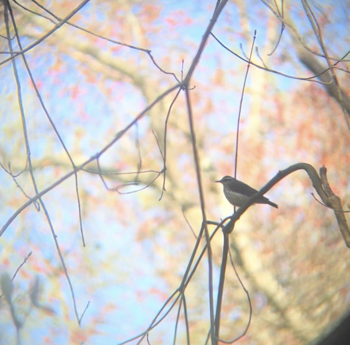 Louisiana Waterthrush - ML617680991