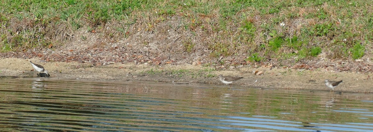 Solitary Sandpiper - ML617681005