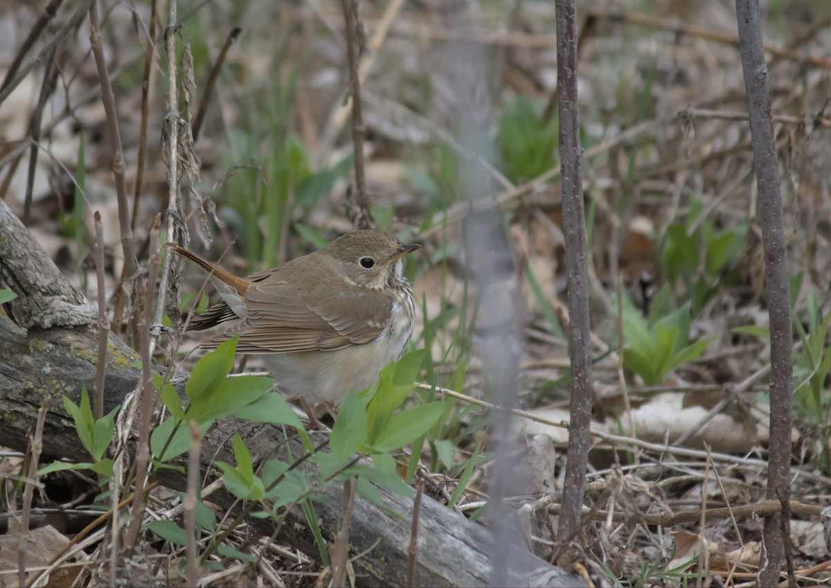 Hermit Thrush - ML617681025