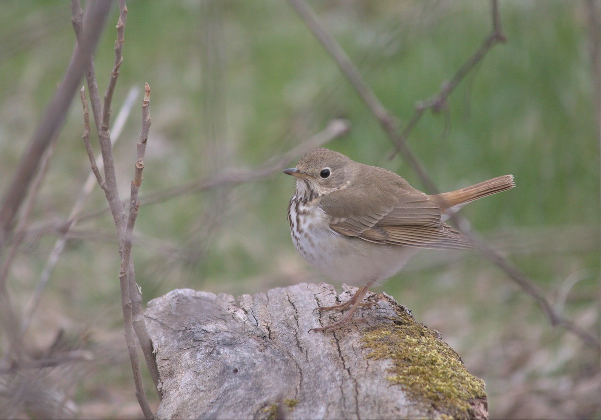 Hermit Thrush - ML617681026