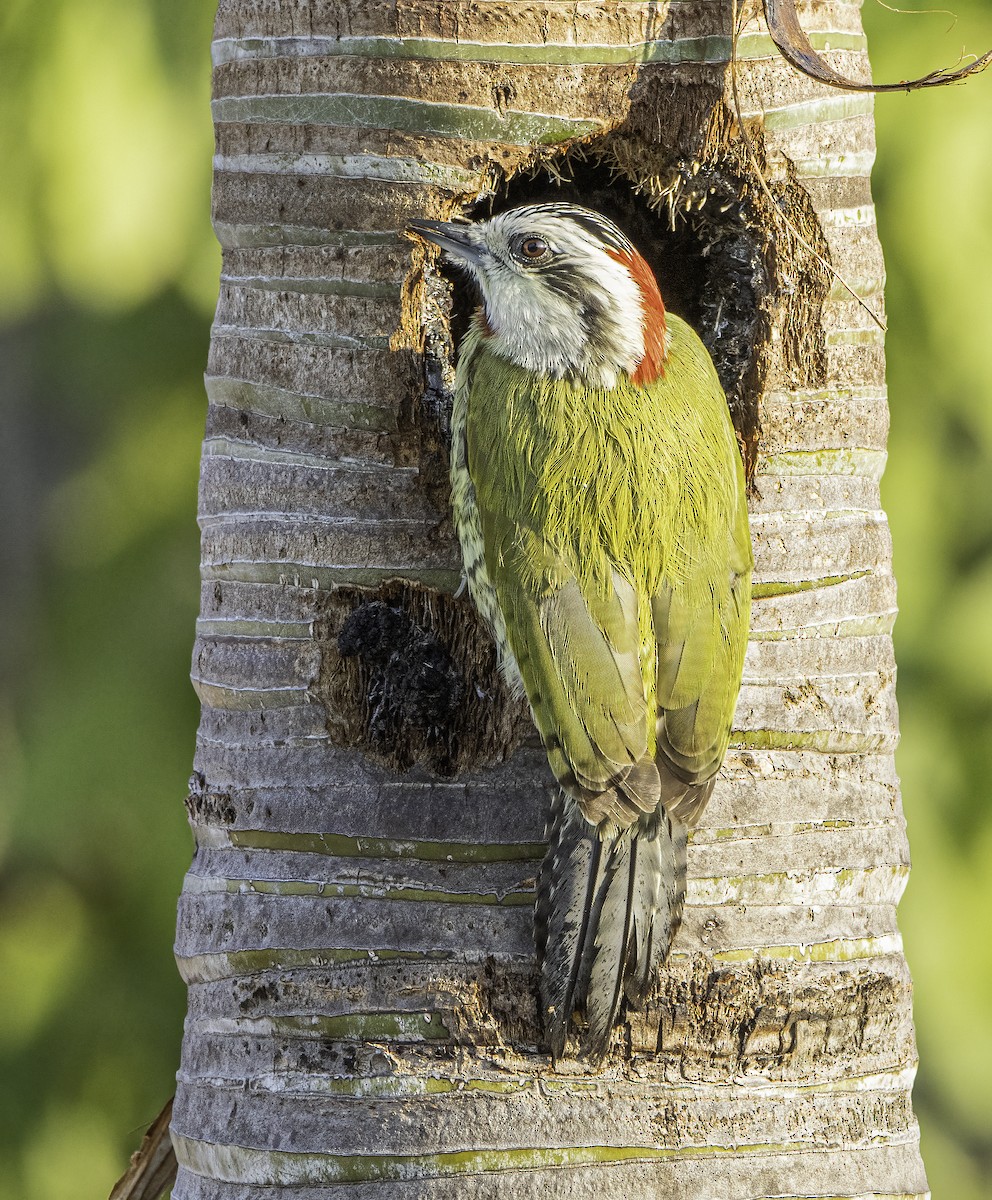 Cuban Green Woodpecker - Phil Riebel