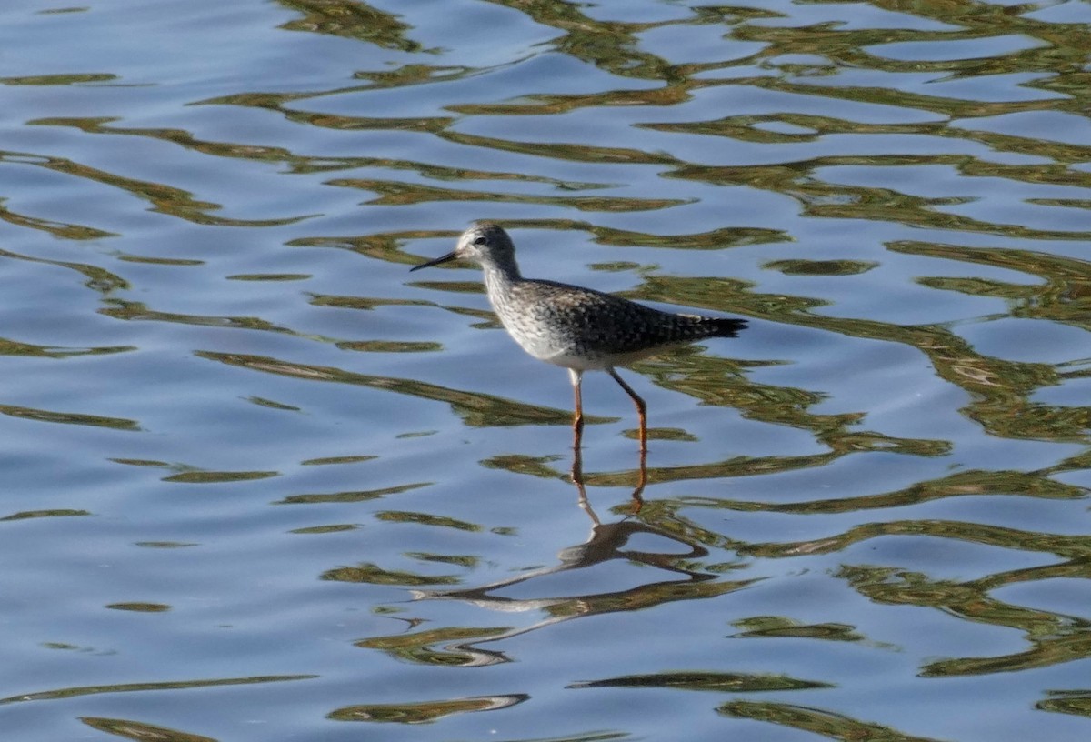 Lesser Yellowlegs - ML617681033