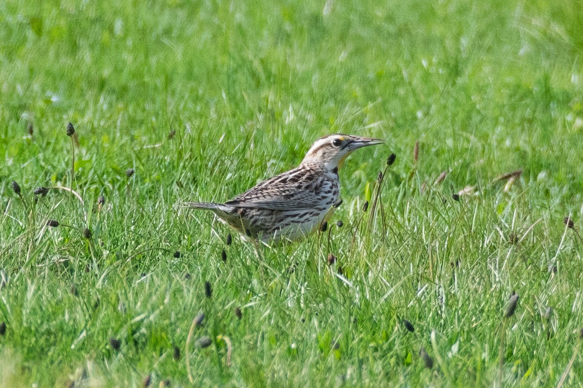 Sturnella meadowlark sp. - ML617681051