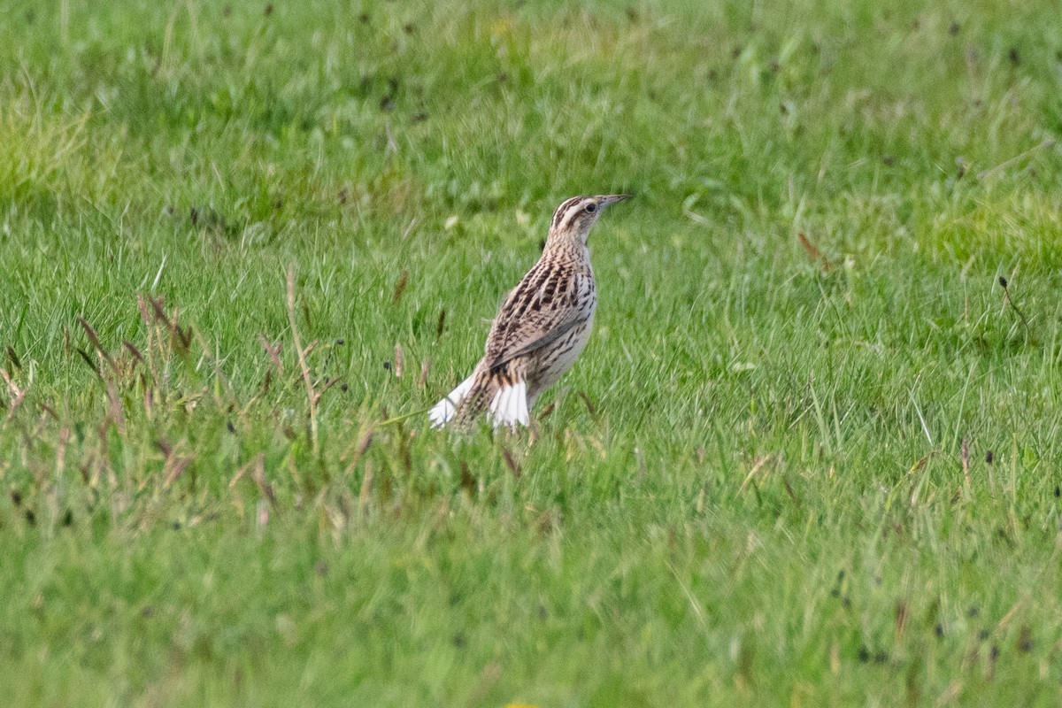 Sturnella meadowlark sp. - ML617681052