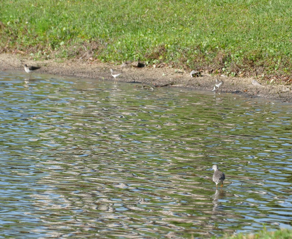 Lesser Yellowlegs - ML617681059