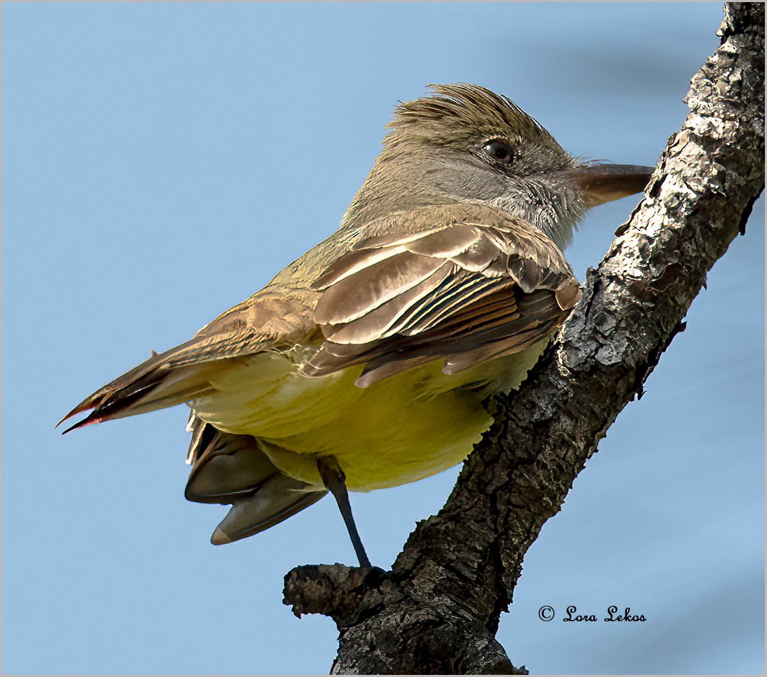 Great Crested Flycatcher - ML617681066