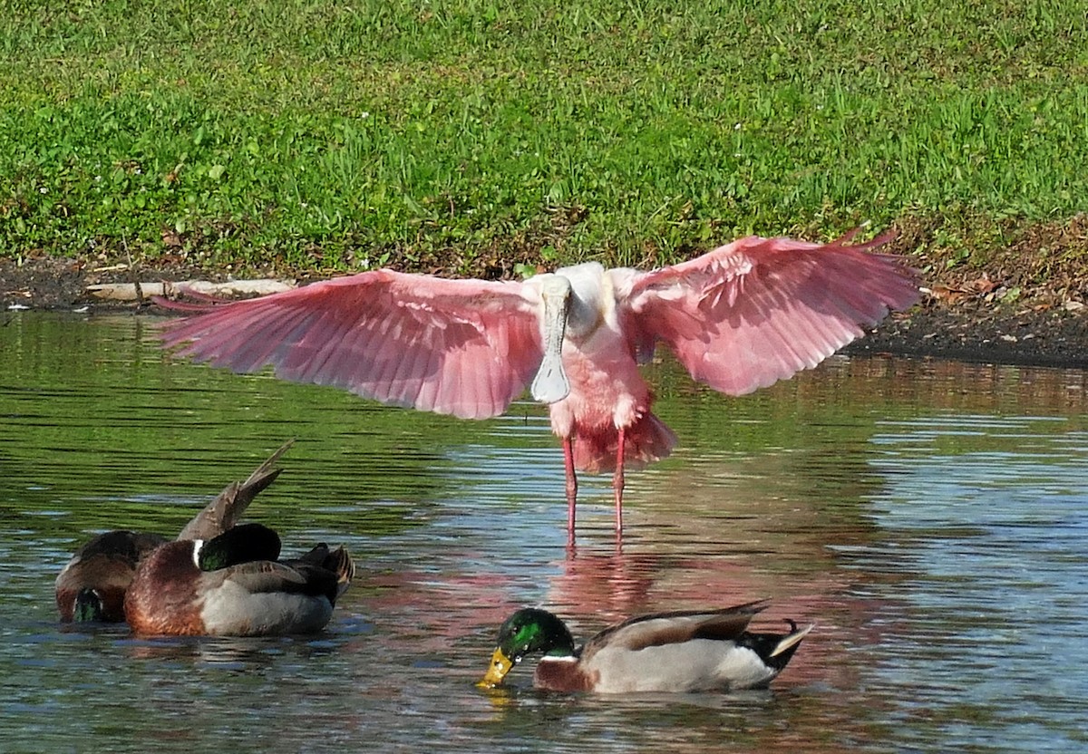 Roseate Spoonbill - ML617681072