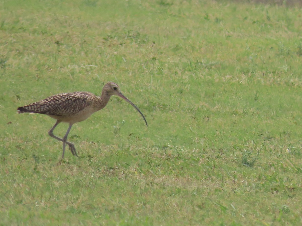 Long-billed Curlew - ML617681075