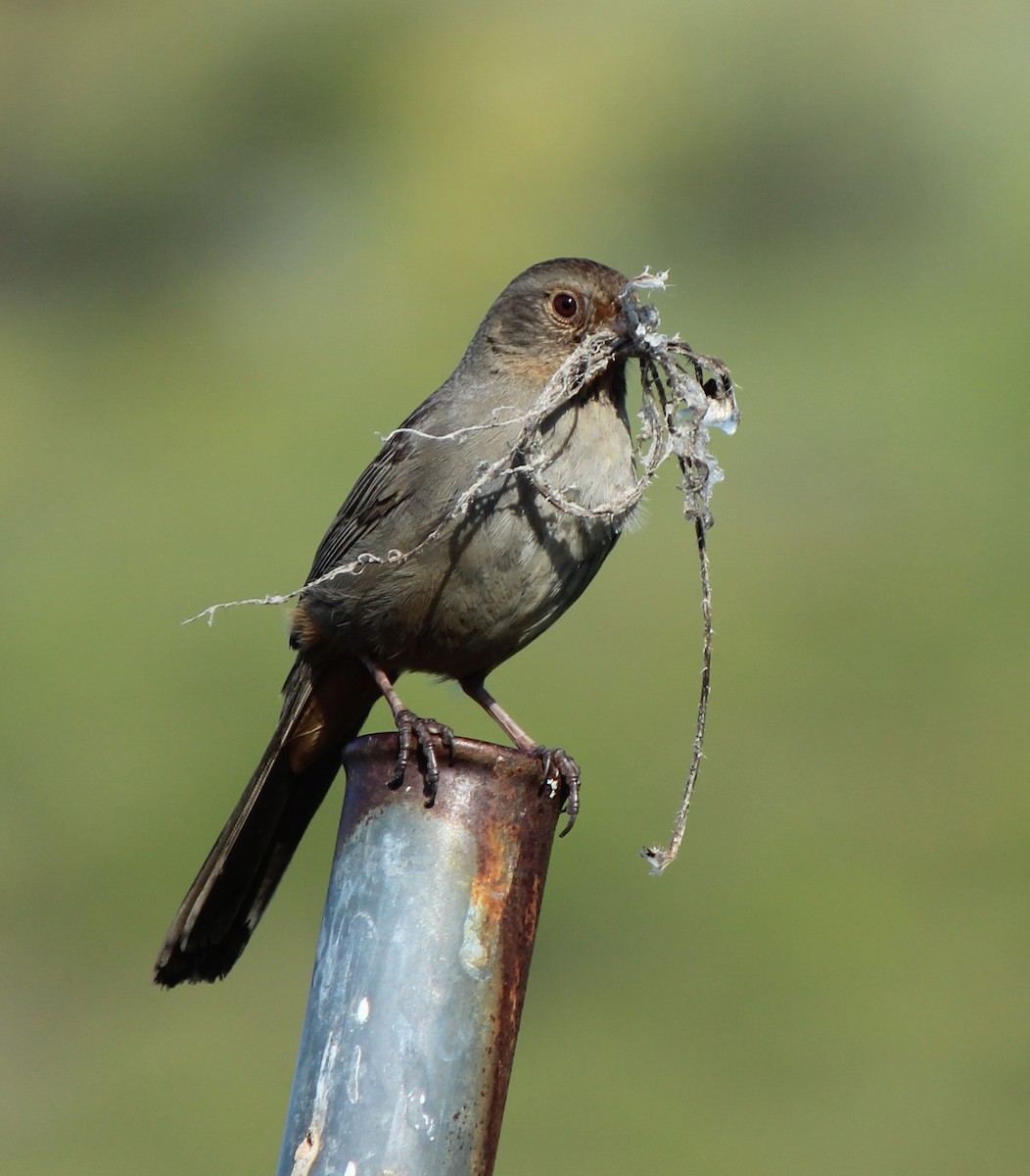 California Towhee - ML617681081