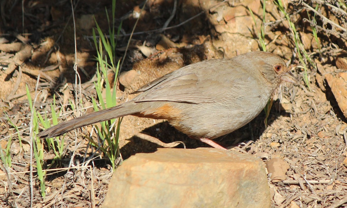 California Towhee - ML617681082