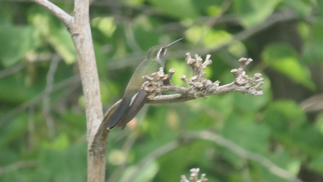 Colibri à gorge bleue - ML617681088