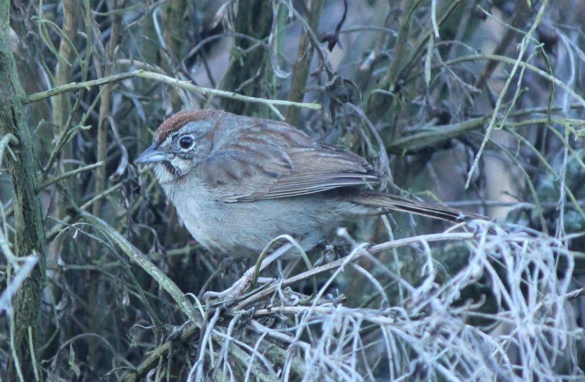 Rufous-crowned Sparrow - Liz & Kev