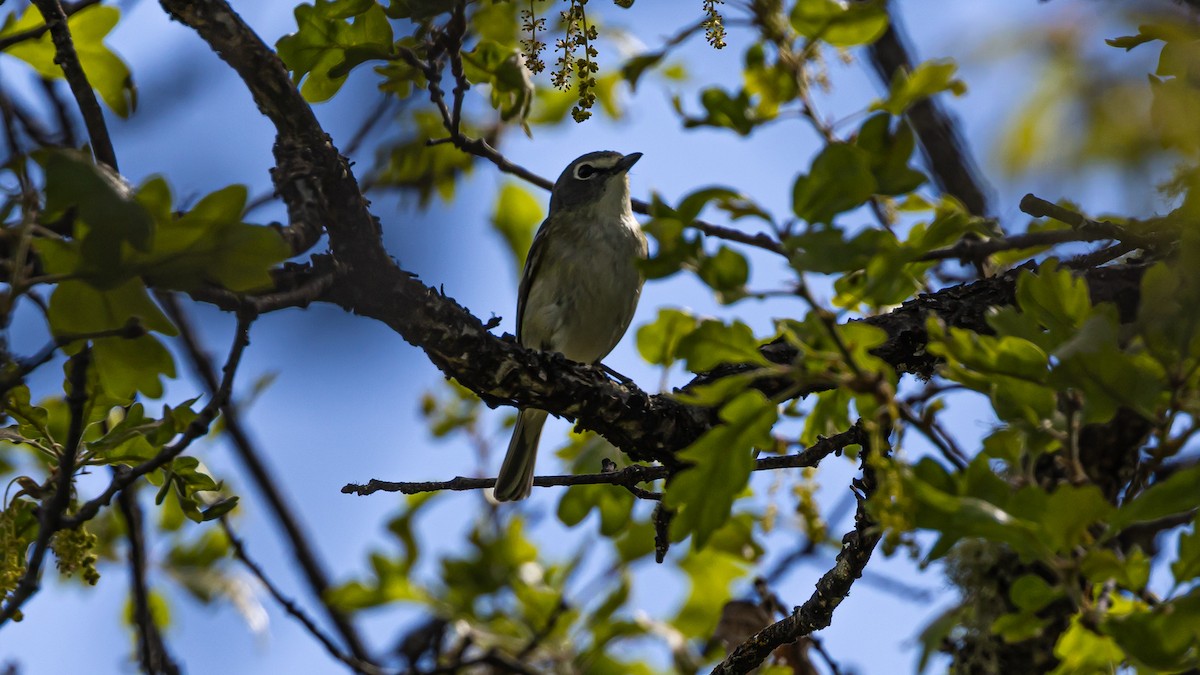 Cassin's Vireo - Gary Shaffer