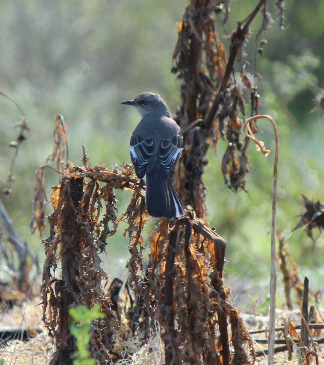 Northern Mockingbird - ML617681106