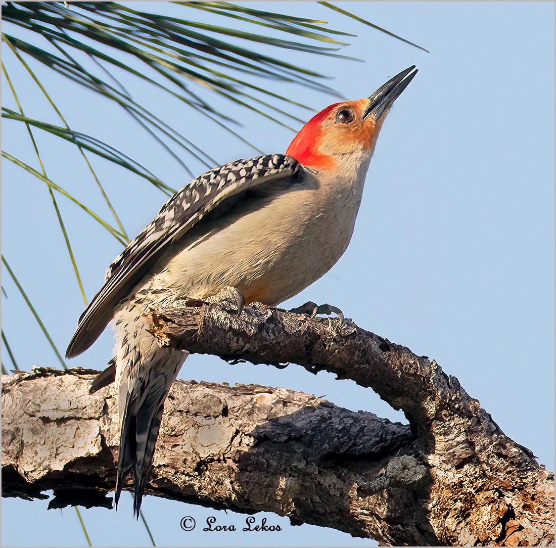 Red-bellied Woodpecker - ML617681110