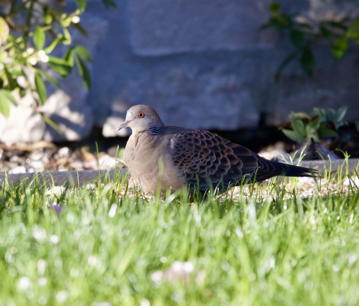 Oriental Turtle-Dove - ML617681120