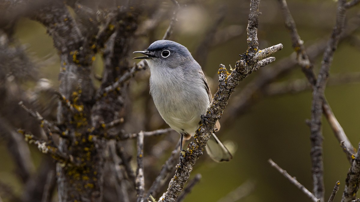 Blue-gray Gnatcatcher - Gary Shaffer