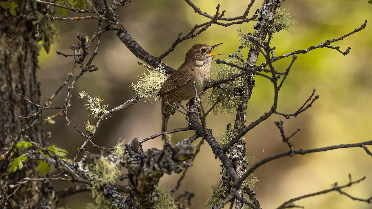 Northern House Wren - ML617681136
