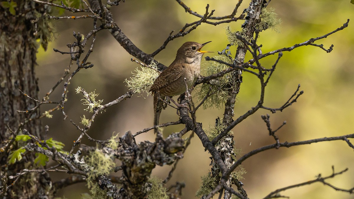 House Wren - Gary Shaffer