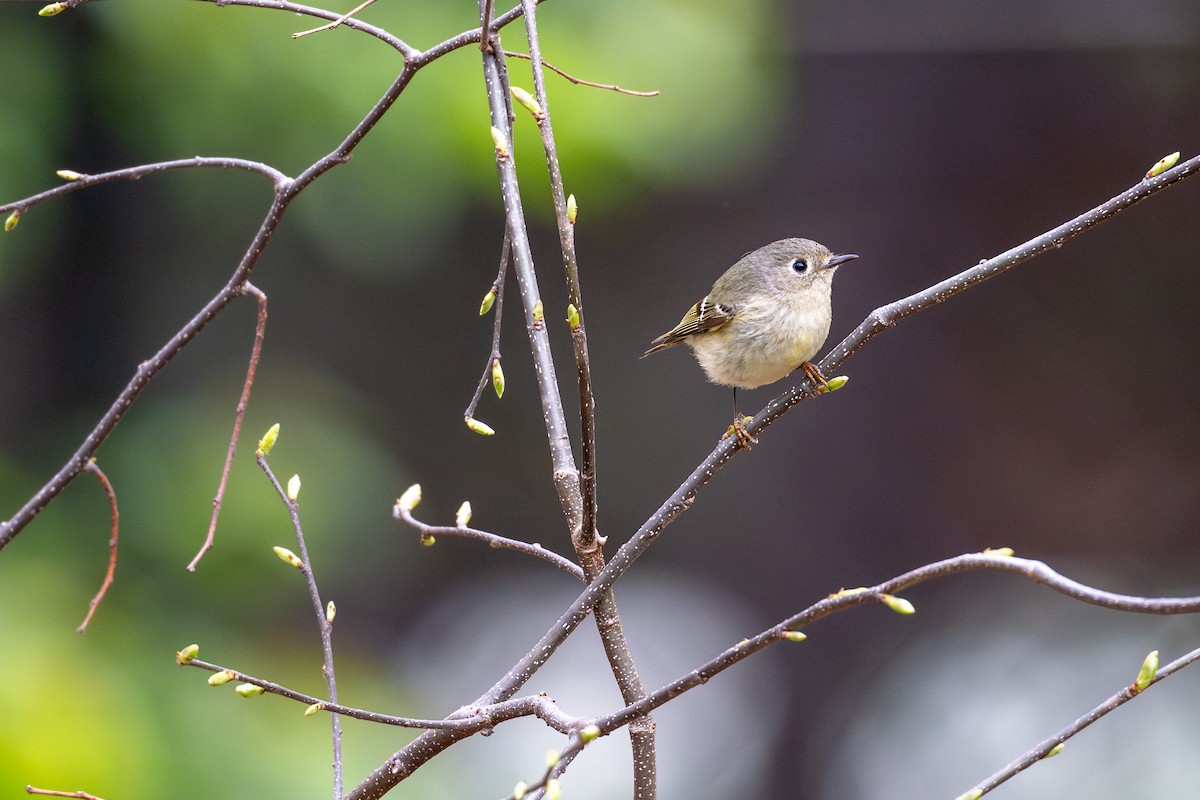 Ruby-crowned Kinglet - ML617681146