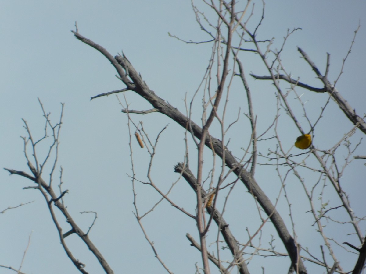 Wilson's Warbler - ML617681153