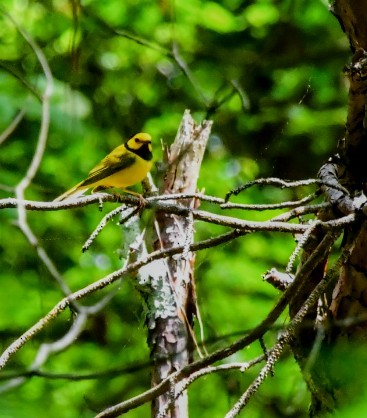 Hooded Warbler - ML617681156