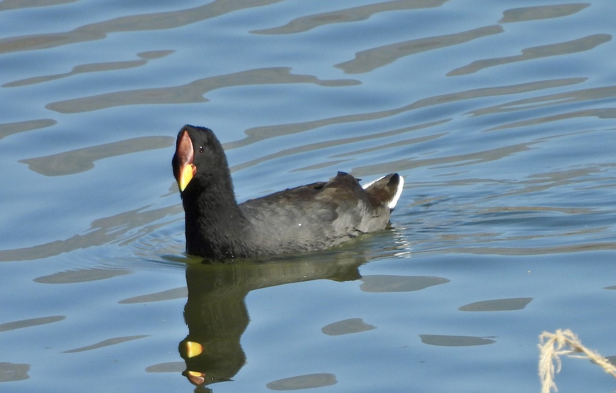 Red-gartered Coot - Louise Duguay