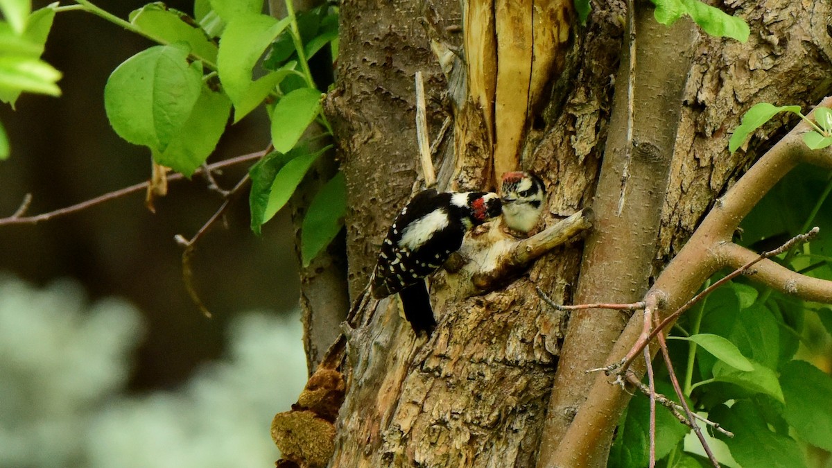 Downy Woodpecker - Glenda Boyer-Herron